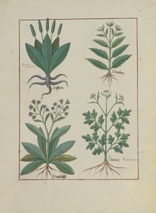 Ilustración del Libro de Medicinas Simples de Mattheaus Platearius (m. c.1161) c.1470 de Robinet Testard